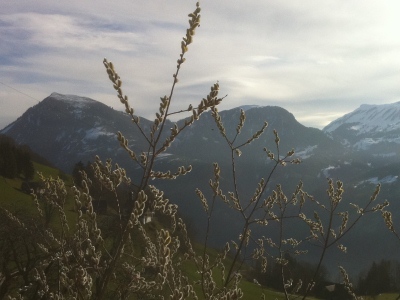 110312_Wiesenberg_Weidenktzchen_IMG_0422_400x300