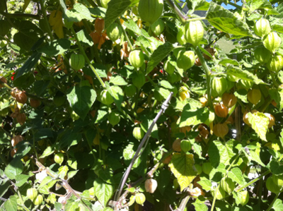 111002_Wiesenberg_Kleine_Physalisernte_IMG_1377_400x300