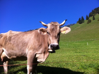 111004_Wiesenberg_Wanderung_Stanserhorn_IMG_1465_400x300