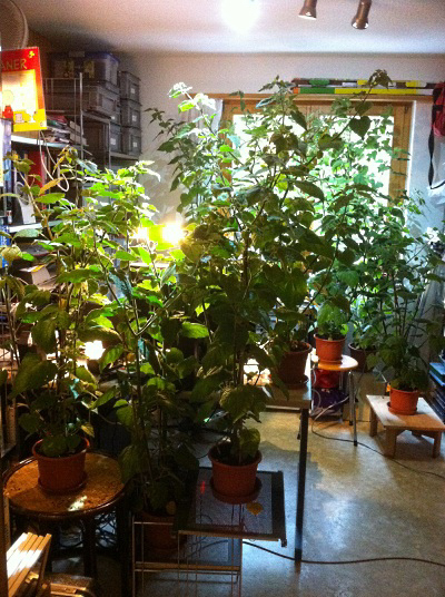 111008_Wiesenberg_Physalisdschungel_im_Arbeitszimmer_IMG_1528_400x53602