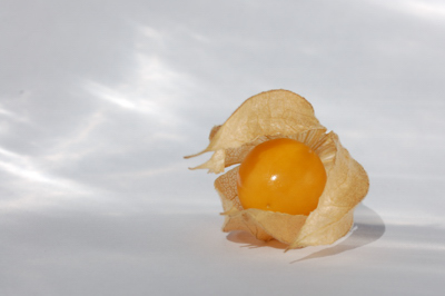 111015_Physalis_DSC_0558_400x266