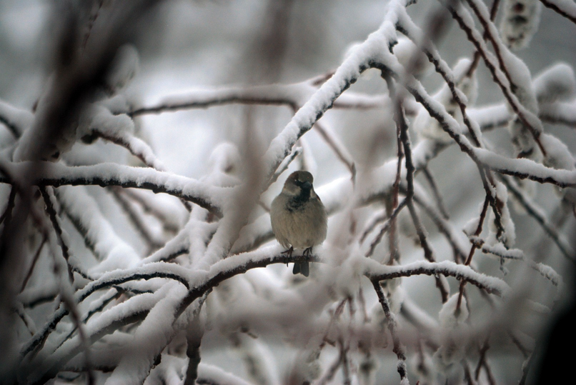 130329_Wiesenberg_Vogel_Im_Winter_DSC_0418_806x539
