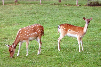 08Sommer_WWRastplatzKummerow_DSC_0100_mini