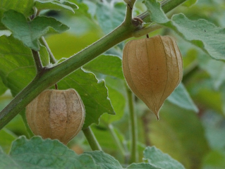 071104_Beckenried_Physalismarmelade_DSC_013001 071104_Beckenried_Physalismarmelade_DSC_013001