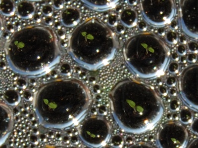 080217_BeckenriedFrhbeetTropfen_DSC_00033_mini