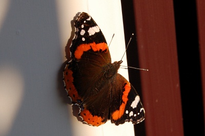 081012_BeckenriedZuHause_DSC_0682_mini_quer