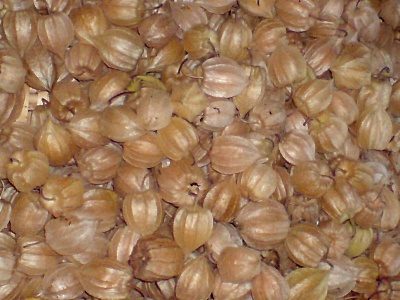 081026_BeckenriedPhysalisErnte_DSC00928_mini