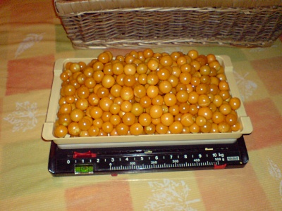 081026_BeckenriedPhysalisErnte_DSC00930_mini