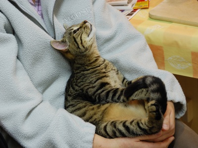 091021_BeckenriedKuecheTiger_DSC_0166_400x300