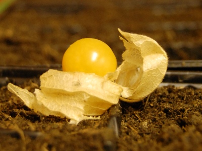 090201_BeckenriedPhysalisFruehbeet_DSC_0125_400x300