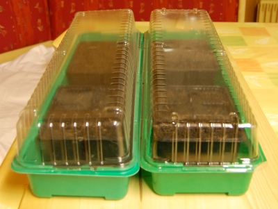 090201_BeckenriedPhysalisFruehbeet_DSC_0127_400x300