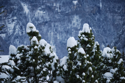 111218_Wiesenberg_TannenMitSchneehauben_DSC_0065_400x267