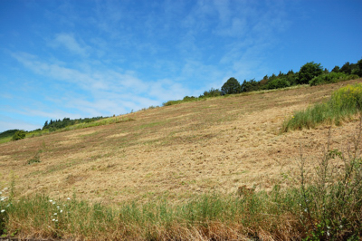 120808_Mehring_D40_DSC_0312_400x266