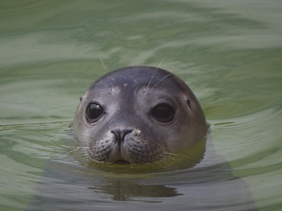 120810_Norddeich_Seehundstation_D60_DSC_0221_400x300