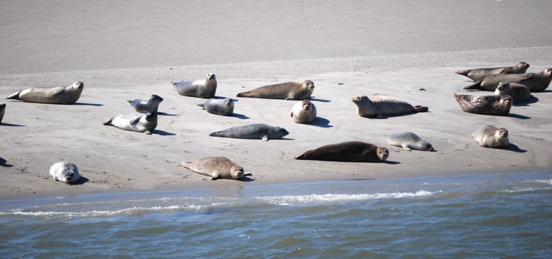 120814_Wattenmeer_Robben_DSC_0284_806x379