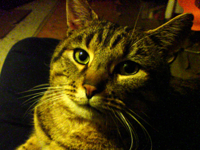 130220_Wiesenberg_Tiger_DSC00001_400x300