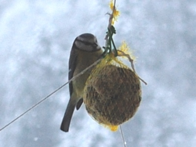 130222_Wiesenberg_Maisenknoedel_DSC_0560_400x300